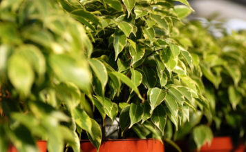 Ficus Beniamina 801 0 Ficus Beniamina_ok